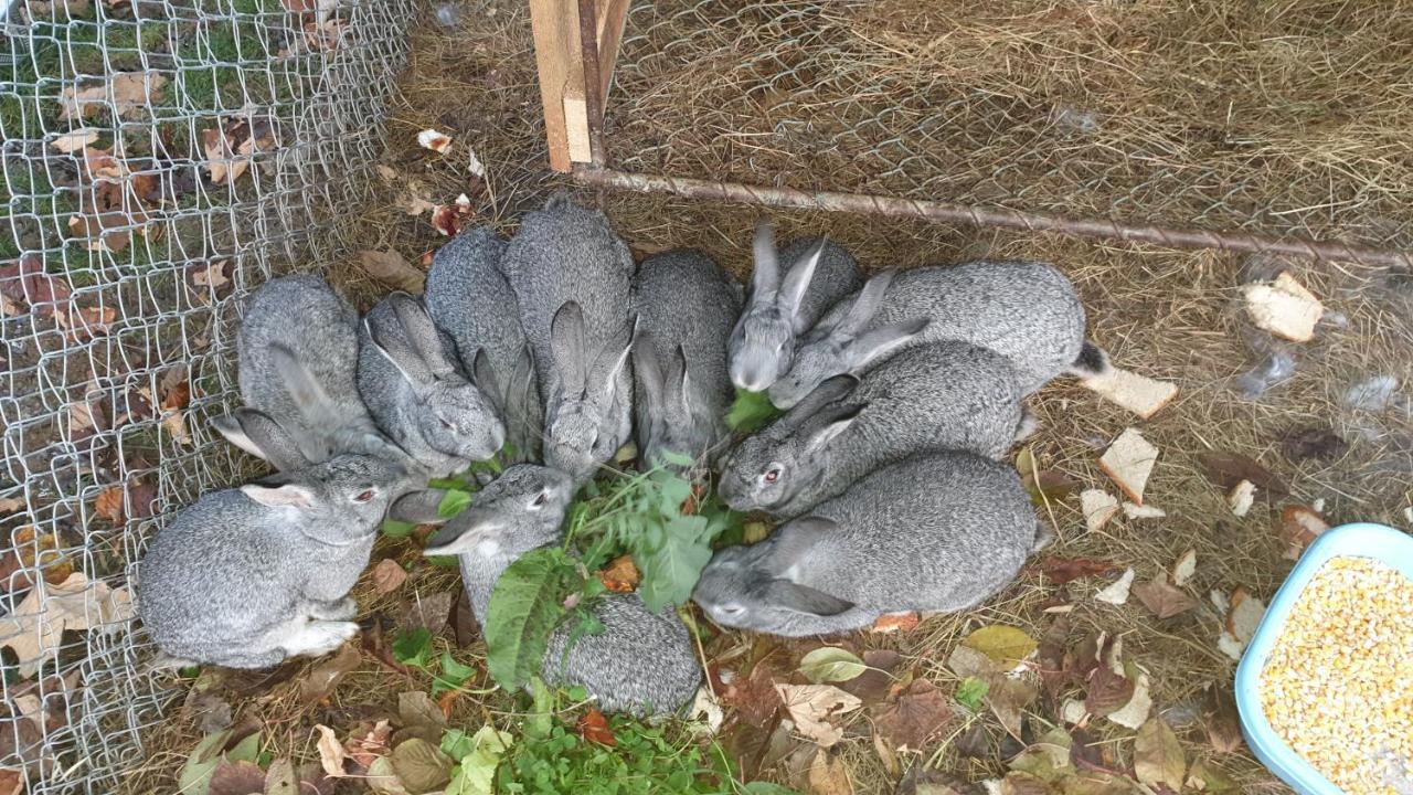 Pensiunea Agroturistica Cerna, Vaideeni, Valcea Екстериор снимка